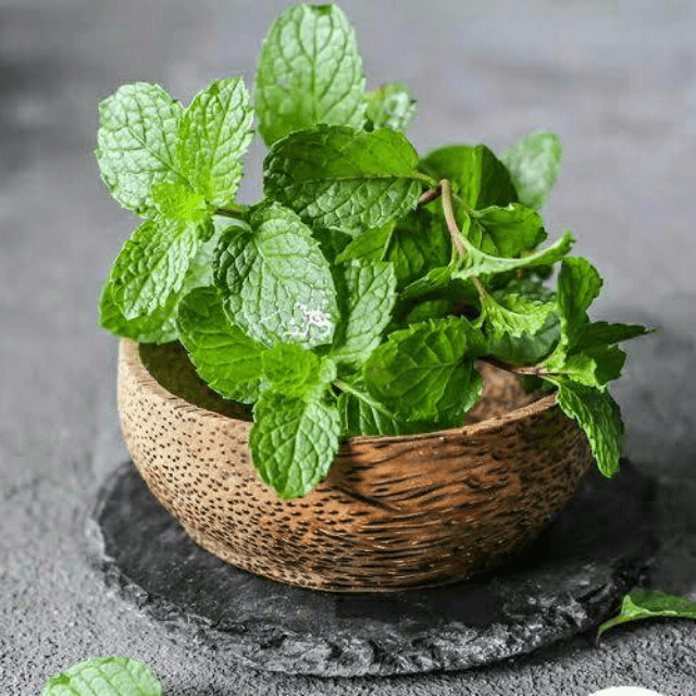 Mint (Pudina)