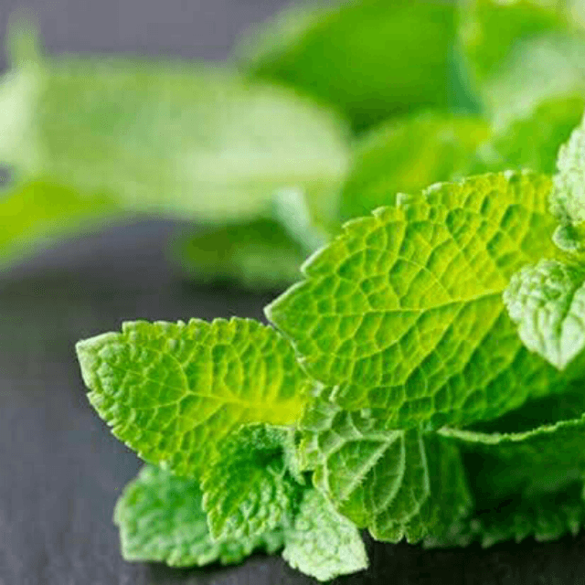 Mint (Pudina)