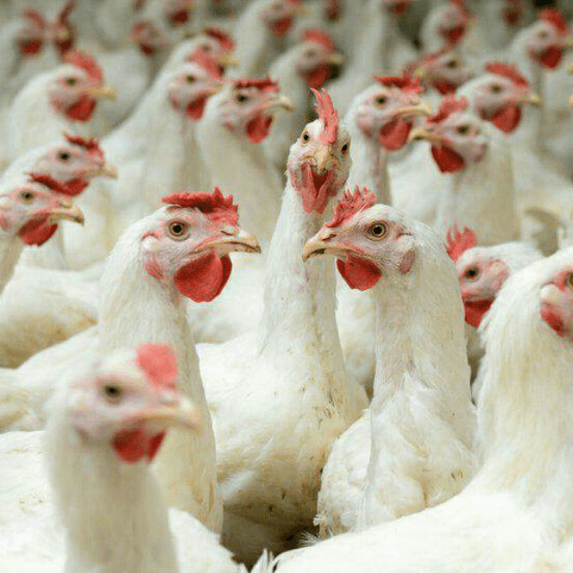 Fresh & Clean, Chicken Meat (Out of Stock)