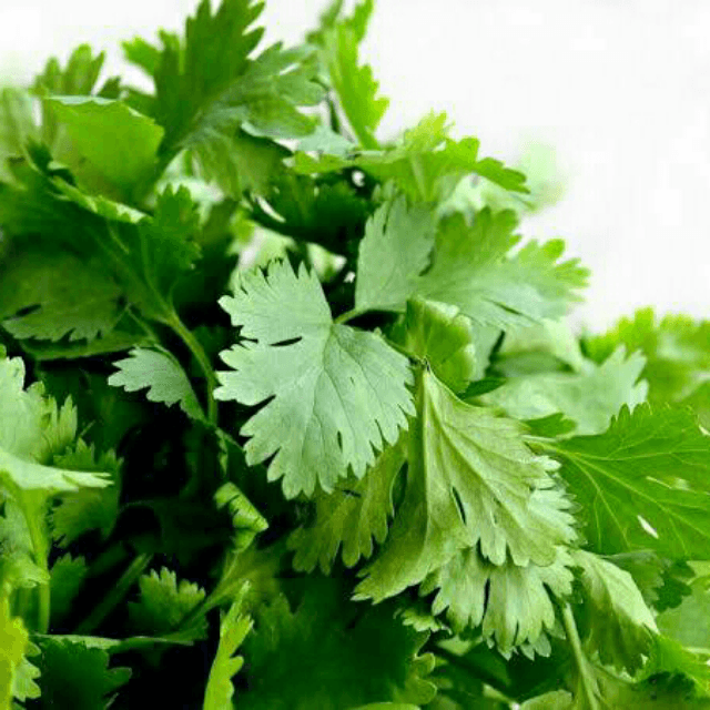 Coriander Leaves (Dhaniya)