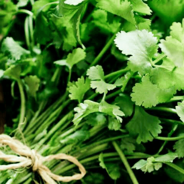 Coriander Leaves (Dhaniya)